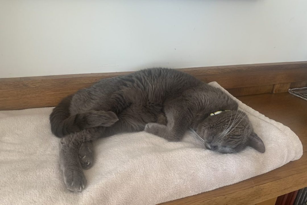 The Cat Who Thought He Was A Dog