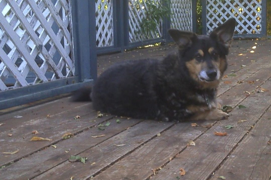 Albert the Rescue