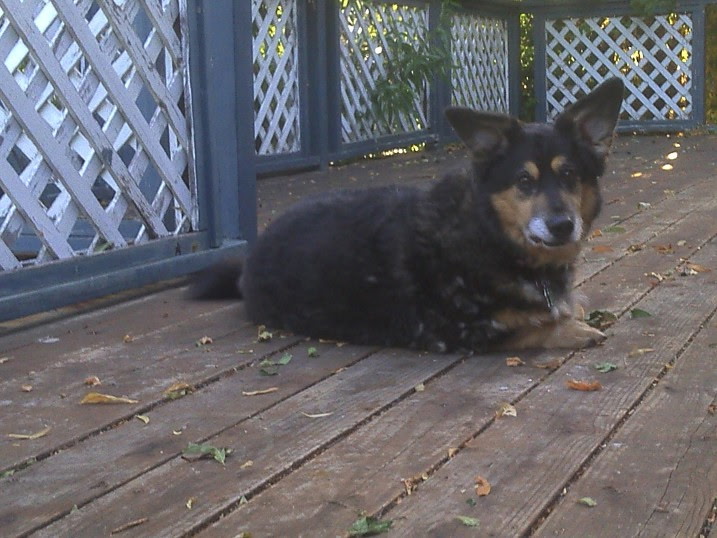 Albert the Rescue